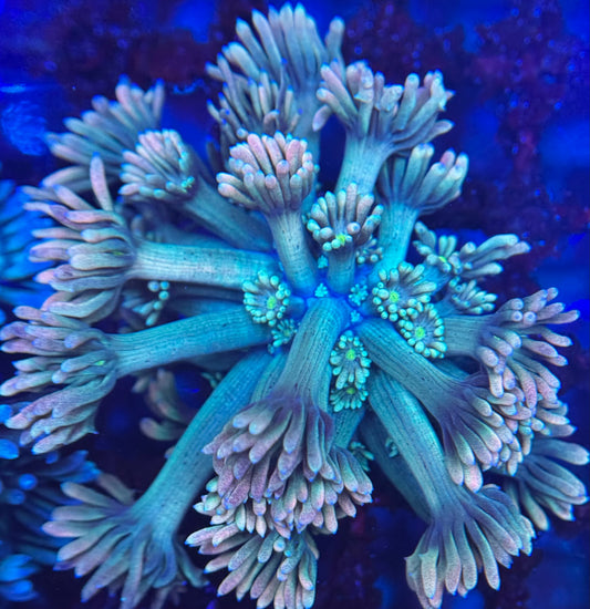 HD (TCK) Blazefire Goniopora - Frag - WYSIWYG