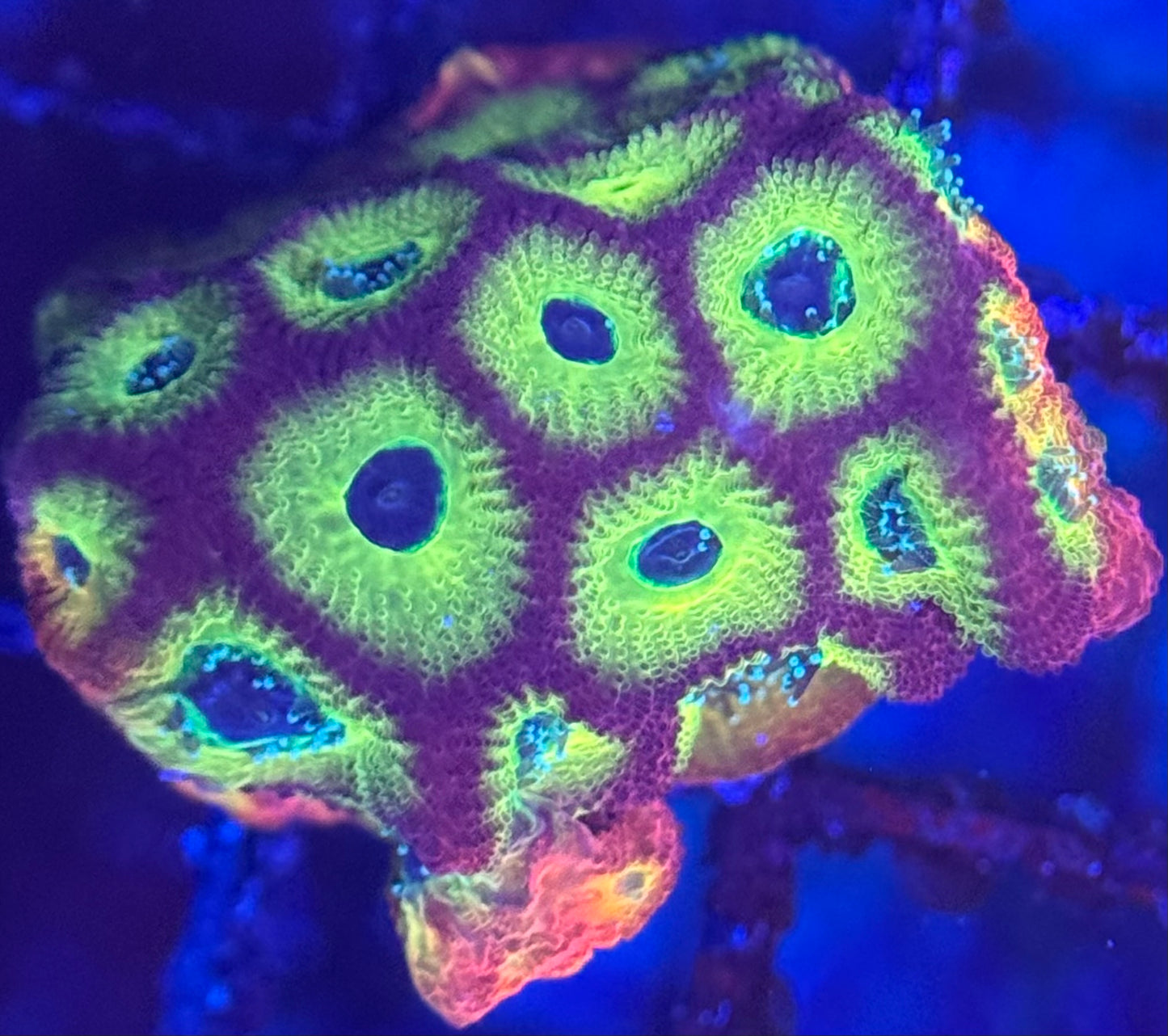 HD (ACI) Fireworks Favites - Xl Frag - WYSIWYG