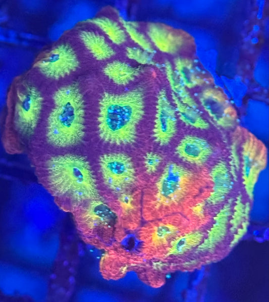 HD (ACI) Fireworks Favites - Xl Frag - WYSIWYG