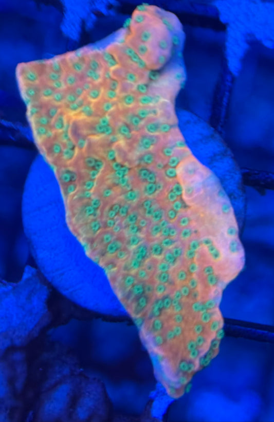 HD (ACI) Tropicana Monti