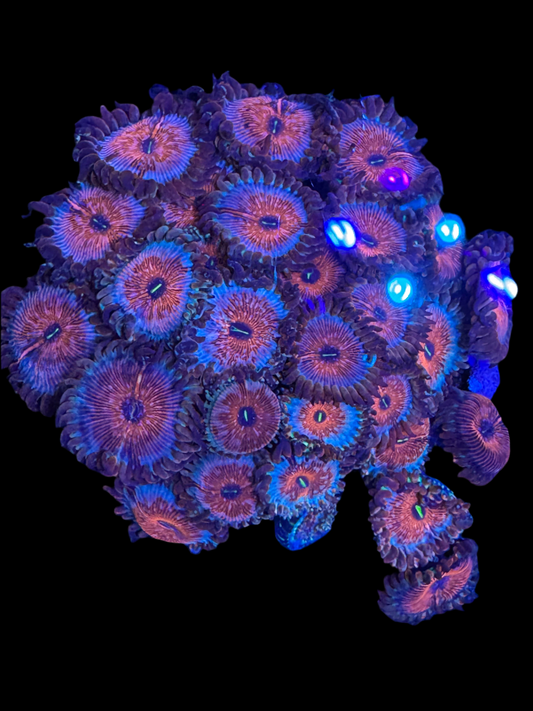 HD (ECC) Seduction Zoas - Cut to Order Frag!