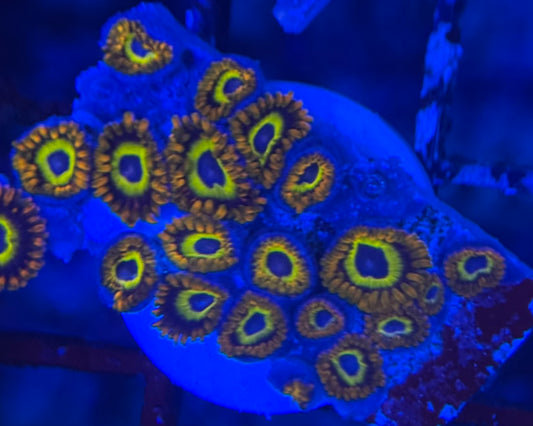 HD (ACI) Fruit Loops Zoas - 20+ Polyps! - WYSIWYG