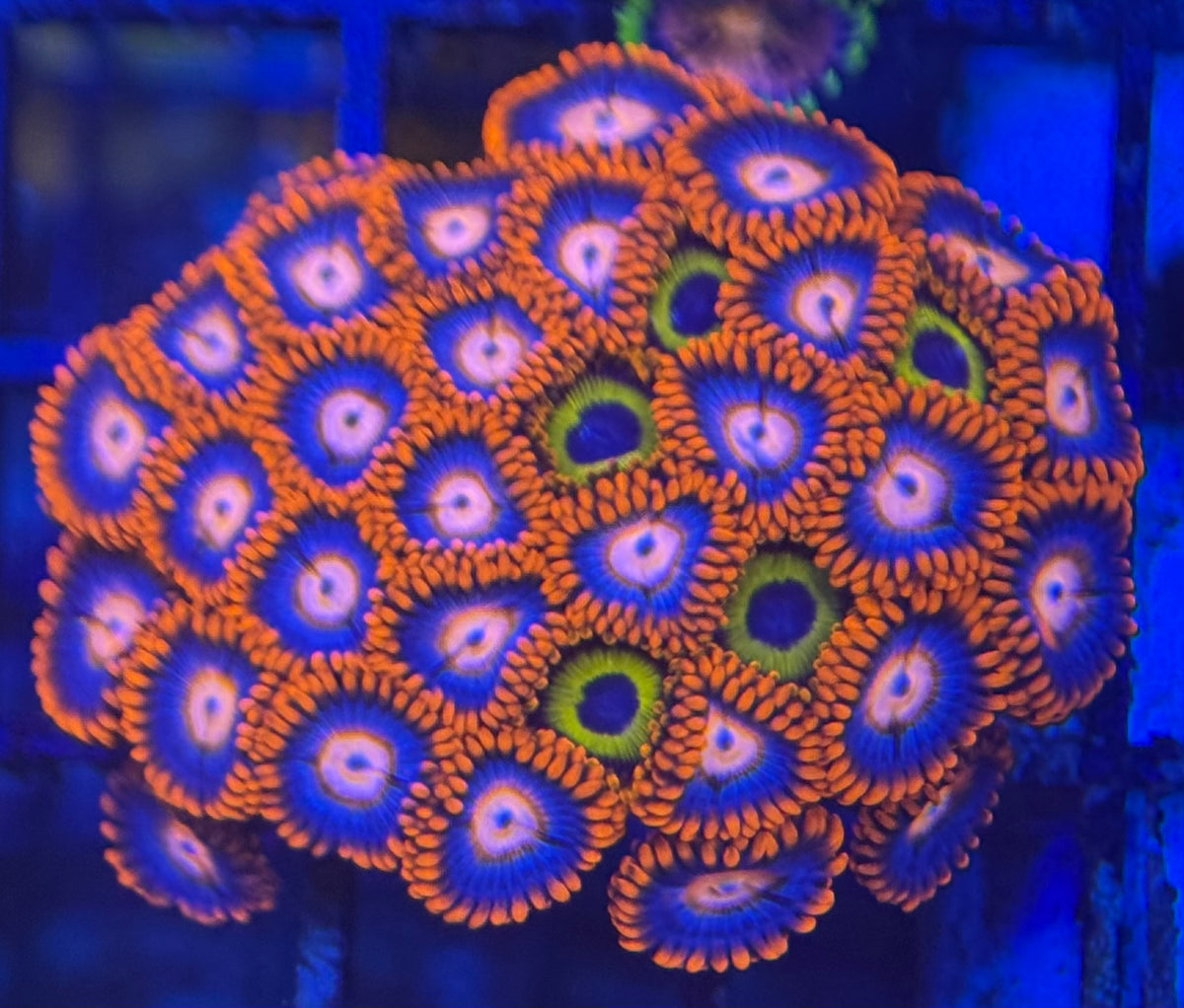 HD (ECC) Fire and Ice / Bob Marley Friends Zoas - 38+ Polyps