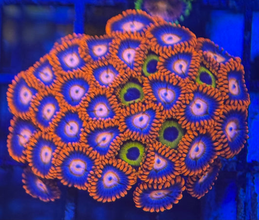 HD (ECC) Fire and Ice / Bob Marley Friends Zoas - 38+ Polyps