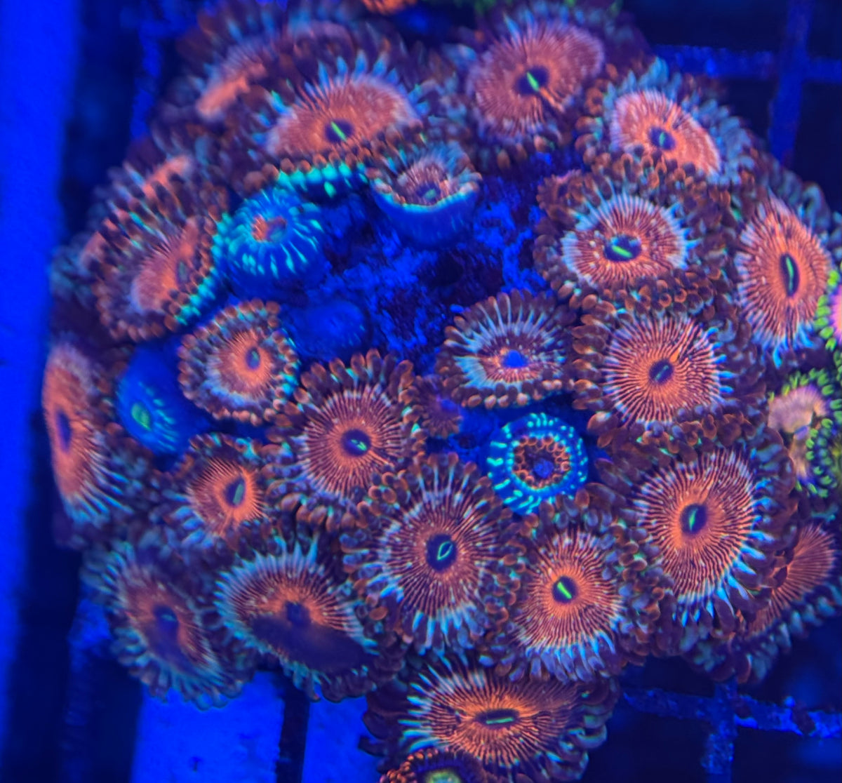 HD (ECC) OG Seduction Zoas - 25+ Polyps