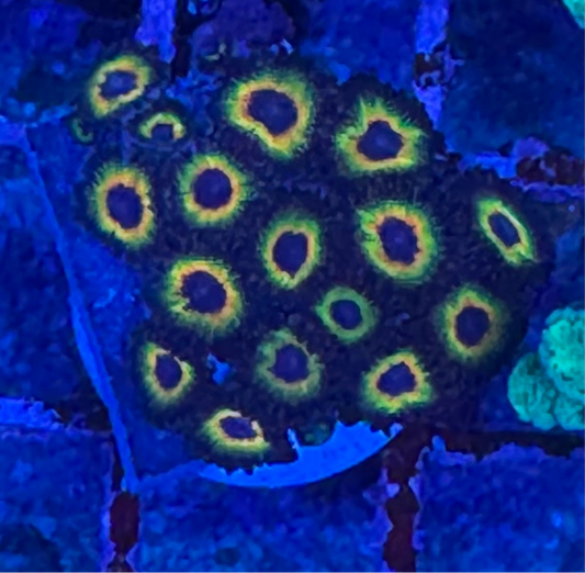 WYSIWYG - HD Bob Marley Zoas - 16+ Polyps