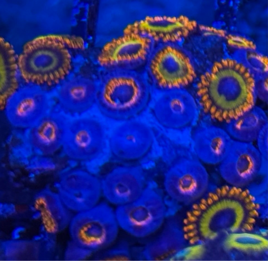 WYSIWYG - HD (ACI) Fruit Loops Zoas - 24+ Polyps