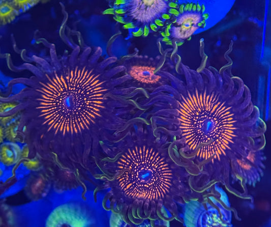 HD (ARC) Nightcrawler Zoas - 4+ Polyps! - WYSIWYG