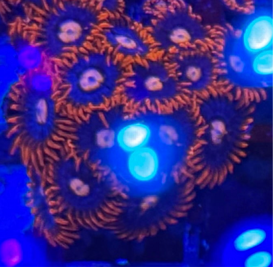 WYSIWYG - HD (ACI) Fire and Ice Zoas - 12+ Polyp