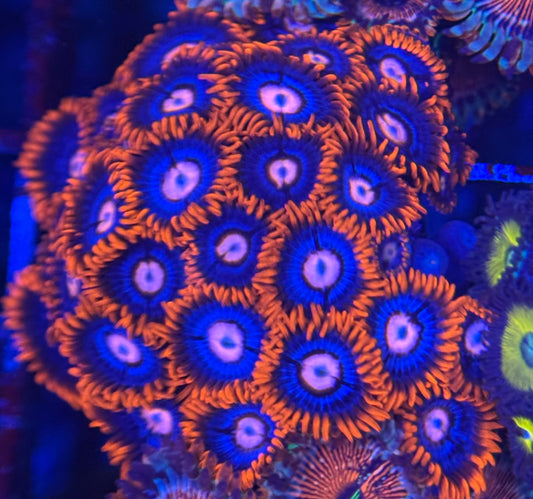 HD (ECC) Fire and Ice Zoas - 25+ Polyps! -WYSIWYG