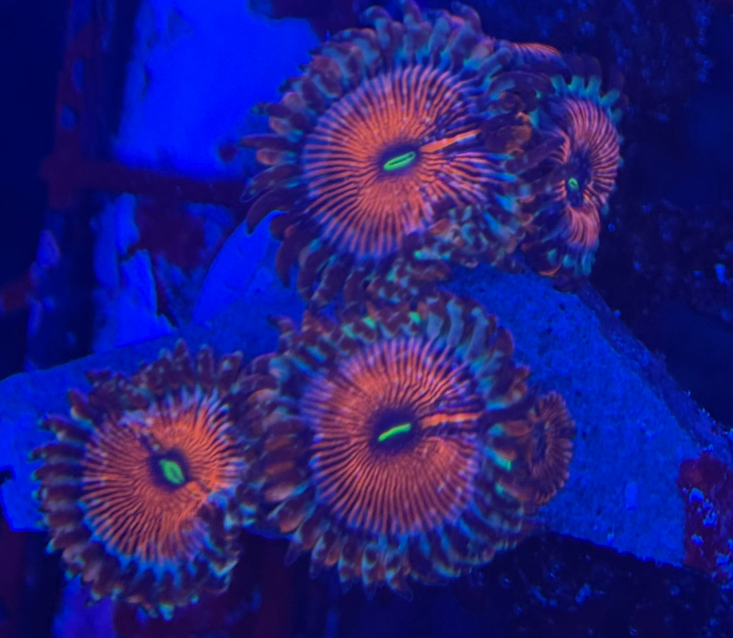 HD (ECC) OG Seduction Zoas- 5+ Polyps! - WYSIWYG