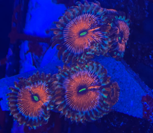 HD (ECC) OG Seduction Zoas- 5+ Polyps! - WYSIWYG