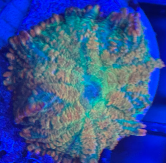 HD Patron Breakfast (Tequila Sunrise) Mushroom