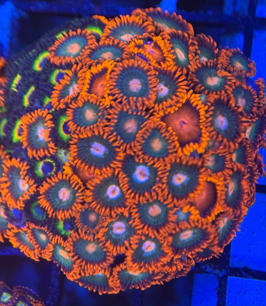 HD Bam Bams + Gatorades + Bob Marley Zoas - 50+ Polyps