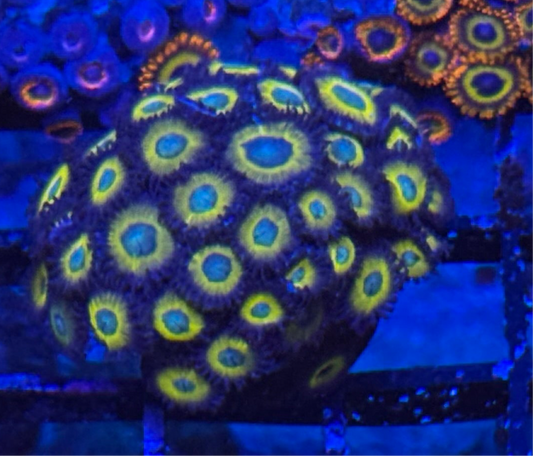 WYSIWYG - HD (ACI) Zombie Banana Zoas - 34+ Polyps