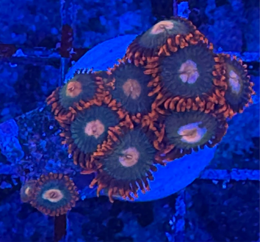 WYSIWYG - HD Gatorade Zoas - 10+ Polyps