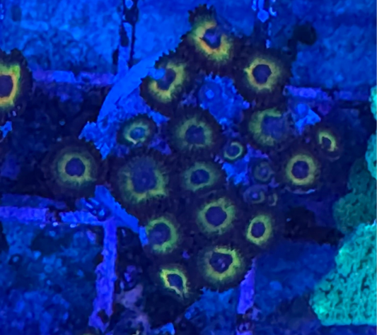 WYSIWYG - HD Bob Marley Zoas - 20+ Polyps