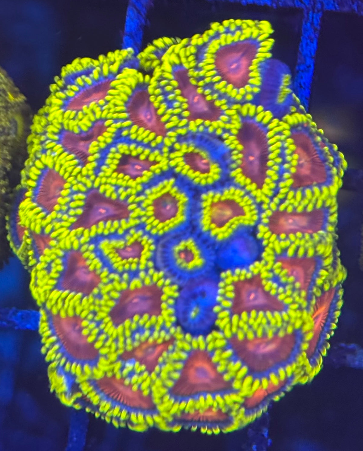 HD (CC) Spitfire Zoas - 38+ Polyps
