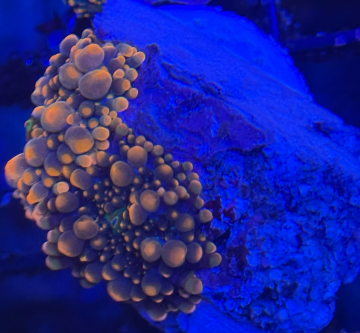 HD Skull Island Bounce (King Kong) Yuma - 2 Polyp - WYSIWYG
