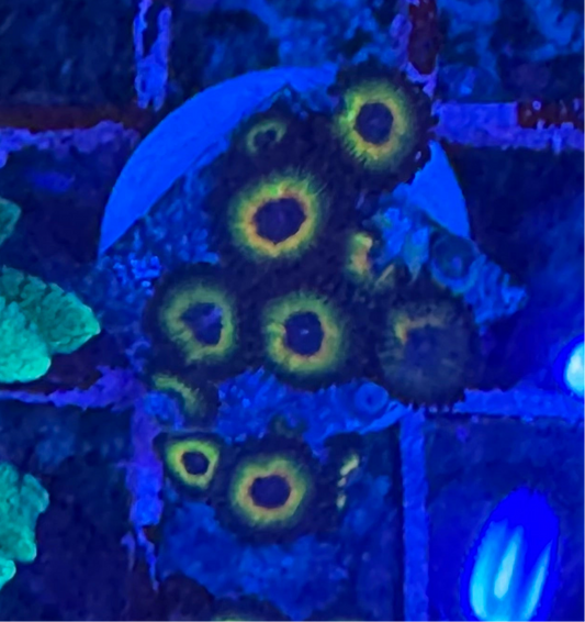 WYSIWYG - HD Bob Marley Zoas - 11+ Polyps