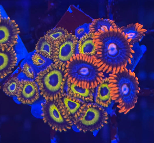 HD (ACI) Fruit Loops + Fire and Ice Zoas - 20+ Polyps! - WYSIWYG