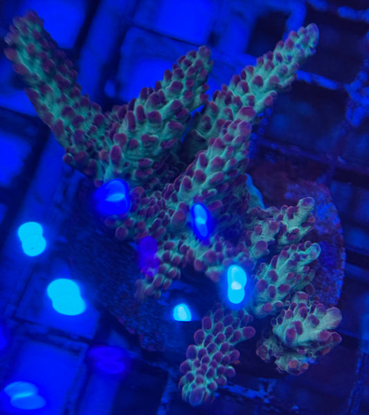 HD Oregon Tort Acro Mini Colony