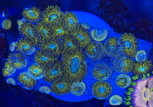 HD (ECC) Pikachu Zoas - 30+ Polyps! - WYSIWYG