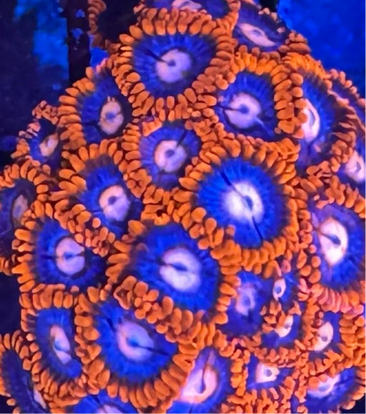 HD (ACI) Fire And Ice Zoa - Cut to Order Frag!