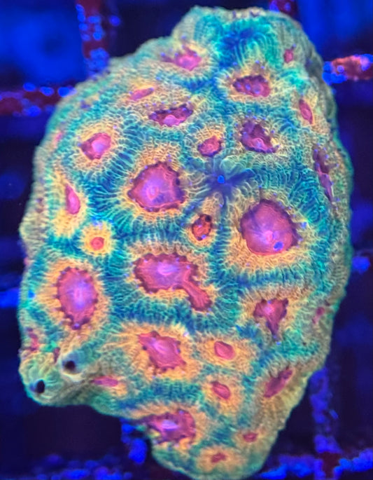 Hd Fascination Favia - WYSIWYG