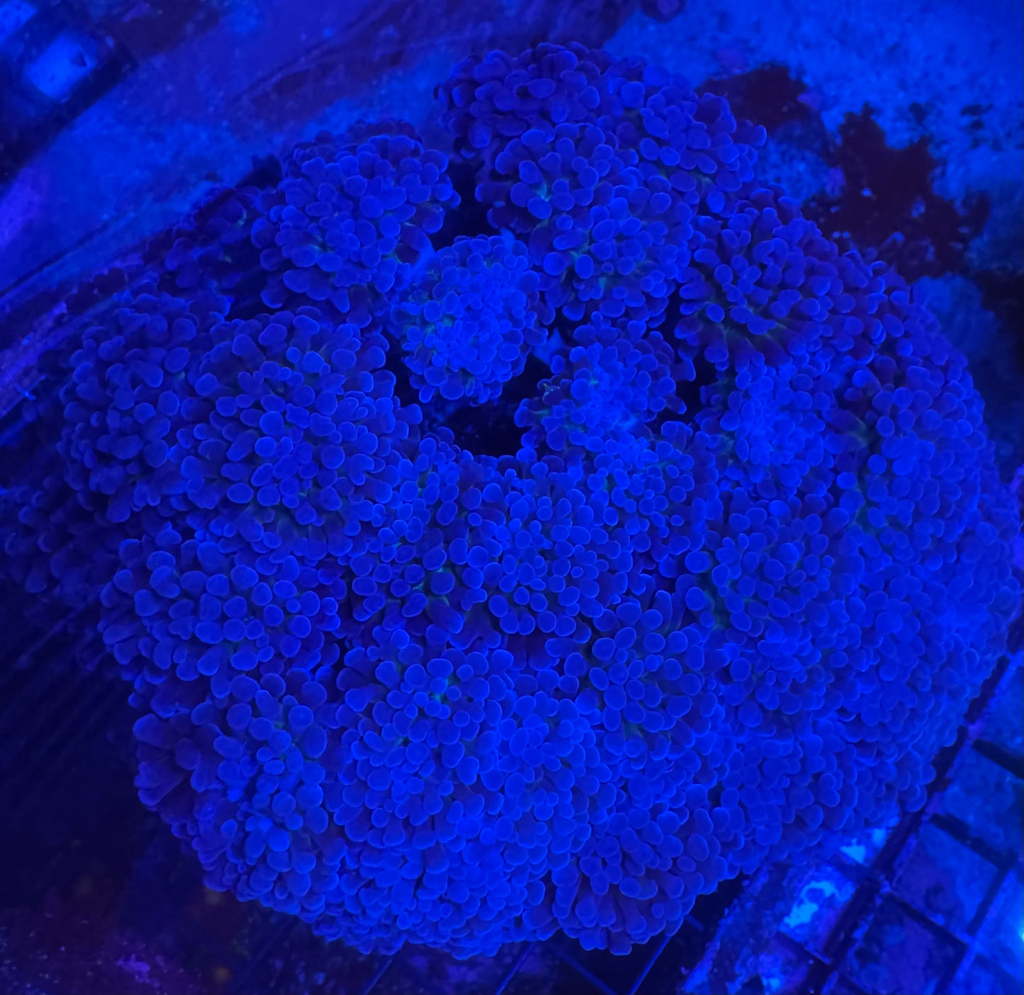 HD (ACI) Prince Of Darkness Branching Hammer (True Black Hammer) - Cut To Order Frags