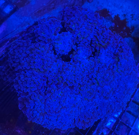 HD (ACI) Prince Of Darkness Branching Hammer (True Black Hammer) - Cut To Order Frags