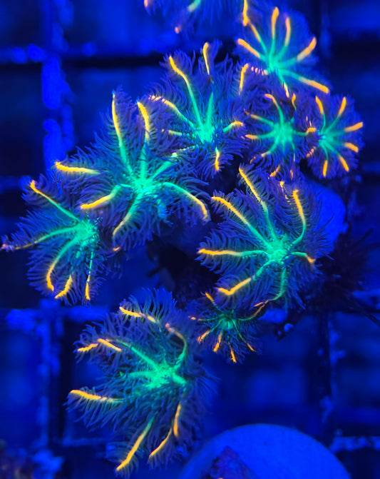 HD (TSA) Fireworks Cloves Polyps - 8+ Polyps