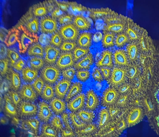 HD (ECC) Pikachus + Fruit Loops Friends Zoas - 70+ Polyps