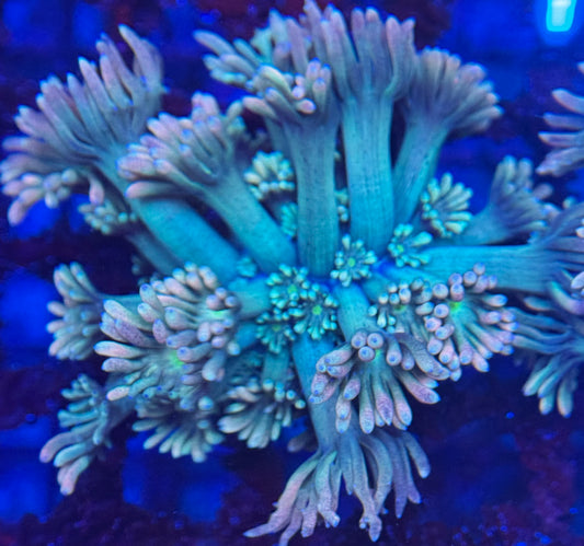 HD (TCK) Blazefire Goniopora - Frag - WYSIWYG