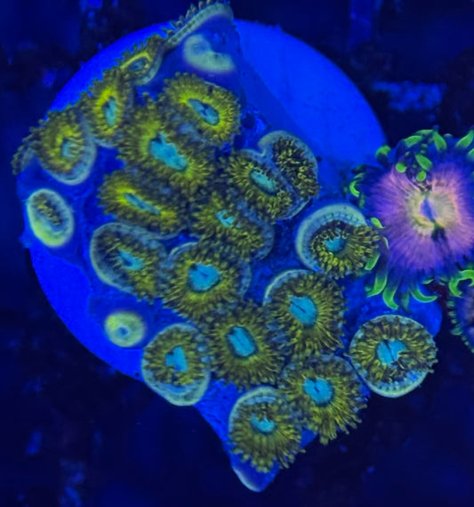 HD (ECC) Pikachu Zoas - 21+ Polyps! - WYSIWYG
