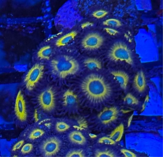 WYSIWYG - HD (ACI) Zombie Banana Zoas - 24+ Polyps
