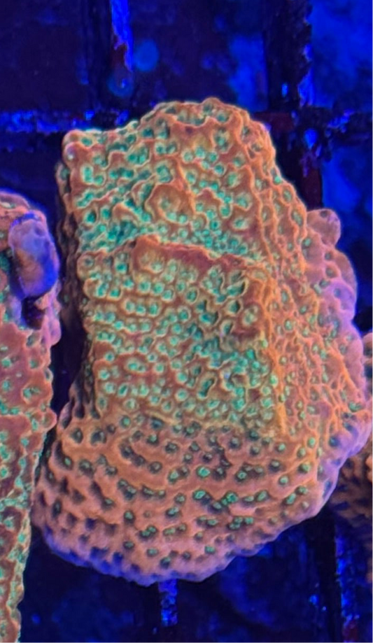 WYSIWYG - HD (ACI) Tropicana Monti - XL Size