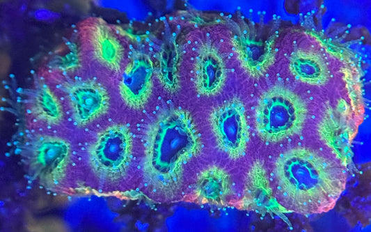 HD (ACI) Fireworks Favites - Xl Frag - WYSIWYG