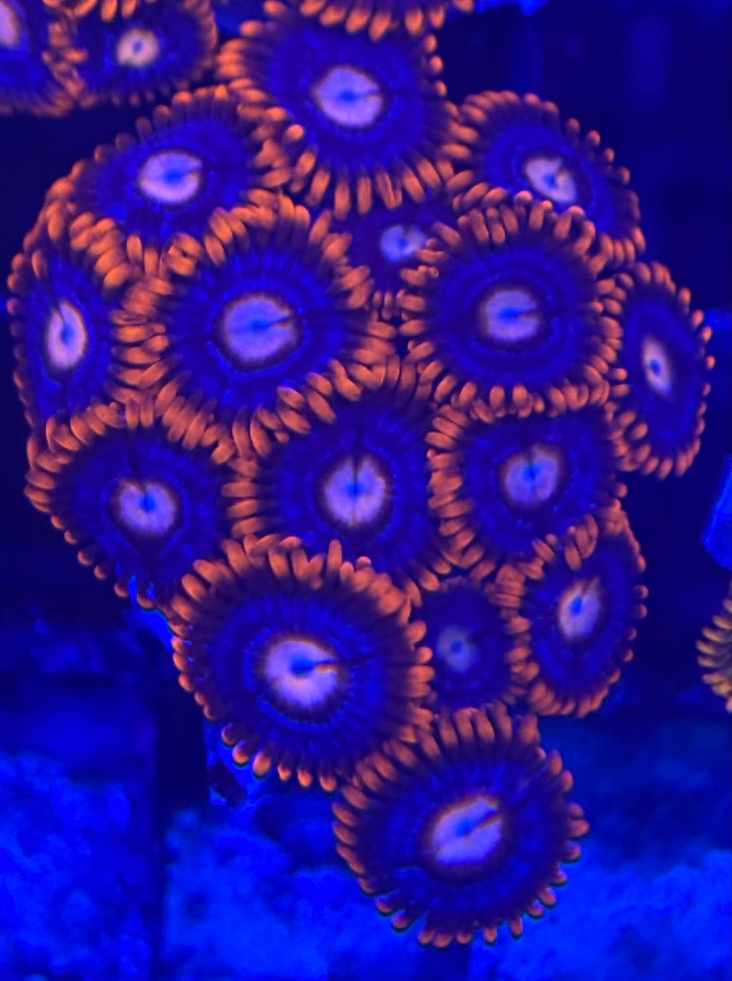 HD (ECC) Fire and Ice Zoas- 15+ Polyps! - WYSIWYG