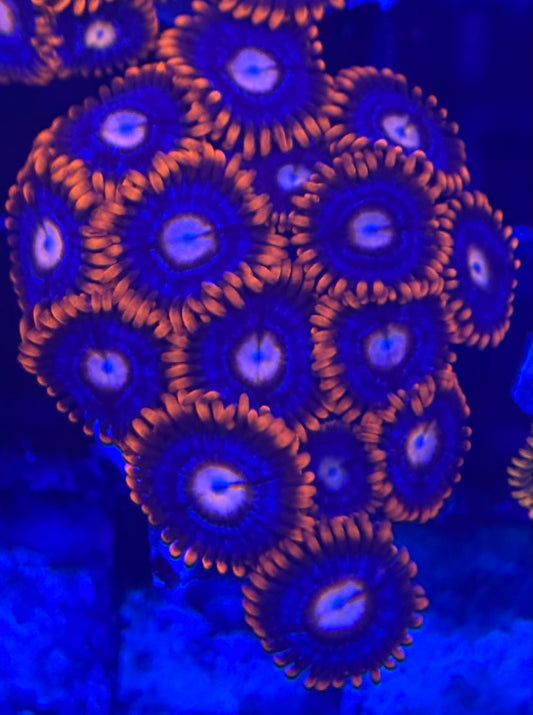 HD (ECC) Fire and Ice Zoas- 15+ Polyps! - WYSIWYG