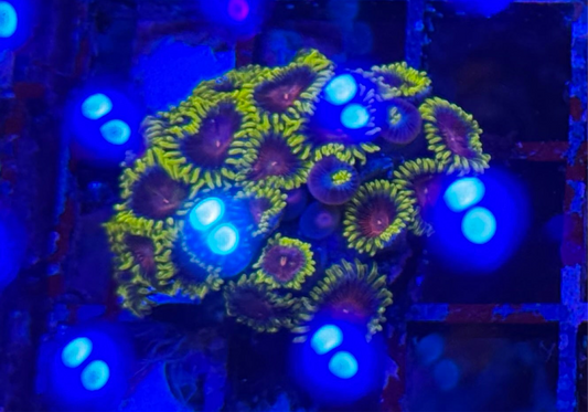 WYSIWYG - HD (CC) Spitfires Zoas - 20+ Polyp