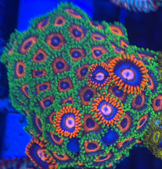 HD (ECC) Orange Sherbert + Fire and Ice Friends - 50+ Polyps