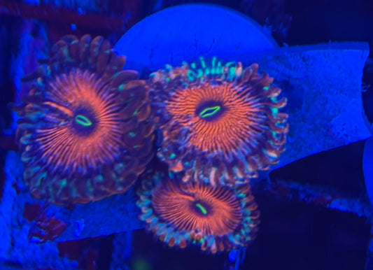 HD (ECC) OG Seduction Zoas- 3+ Polyps! - WYSIWYG