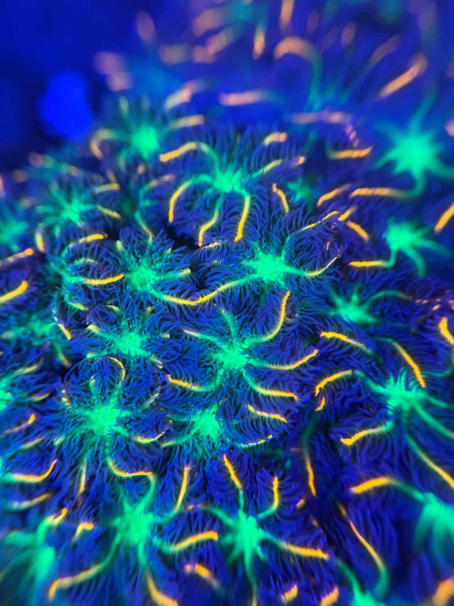 HD (TSA) Fireworks Clove Polyps - Cut To Order Frags