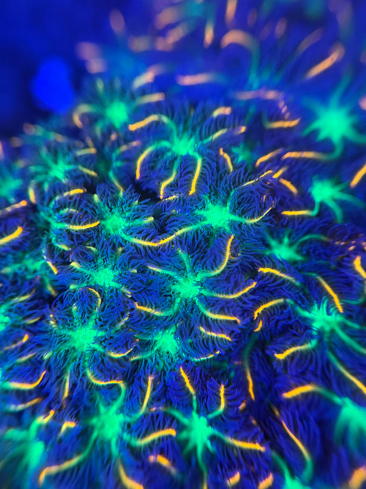 HD (TSA) Fireworks Clove Polyps - Cut To Order Frags
