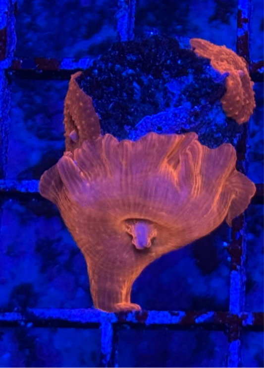 WYSIWYG - HD Iron Man Discosoma Mushrooms