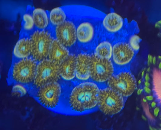 HD (ECC) Pikachu Zoas - 21+ Polyps! - WYSIWYG