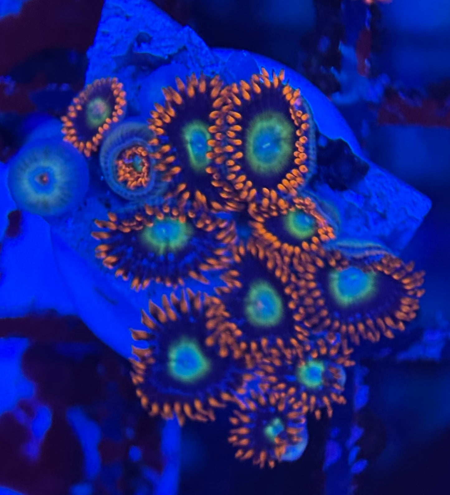 HD (TSA) Circus Freaks Zoas - 12+ Polyps! - WYSIWYG