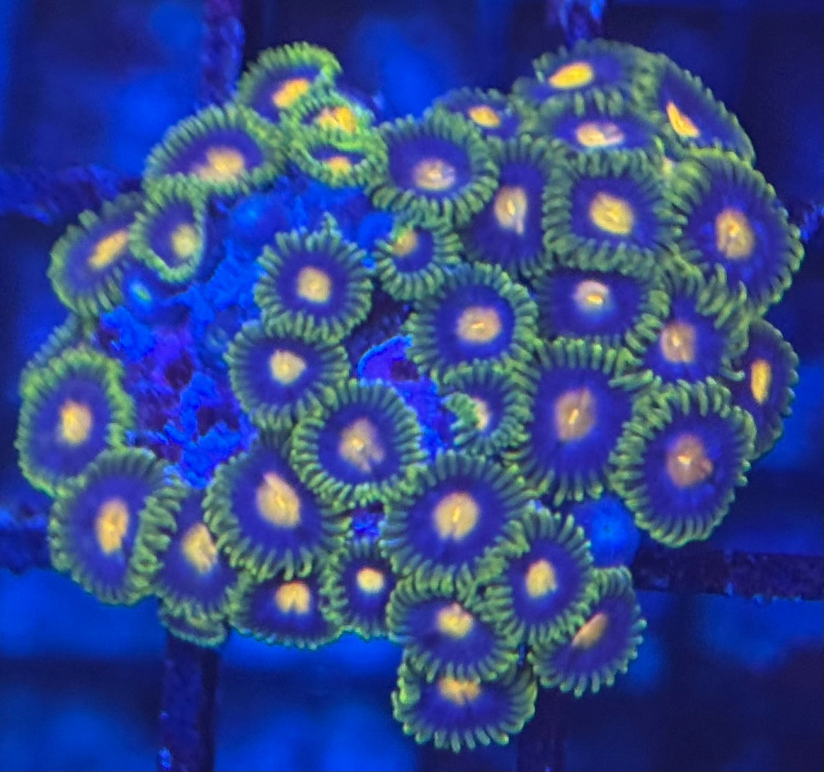 HD Jersey Blow Pops - 35+ Polyps