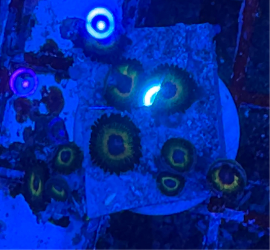 WYSIWYG - HD Bob Marley Zoas - 10+ Polyps